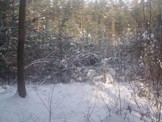 zima v lesích (7).JPG