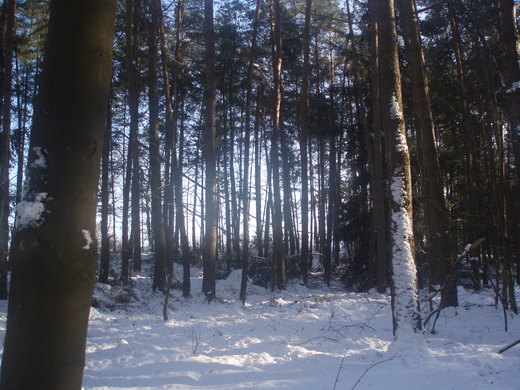 zima v lesích (4).JPG